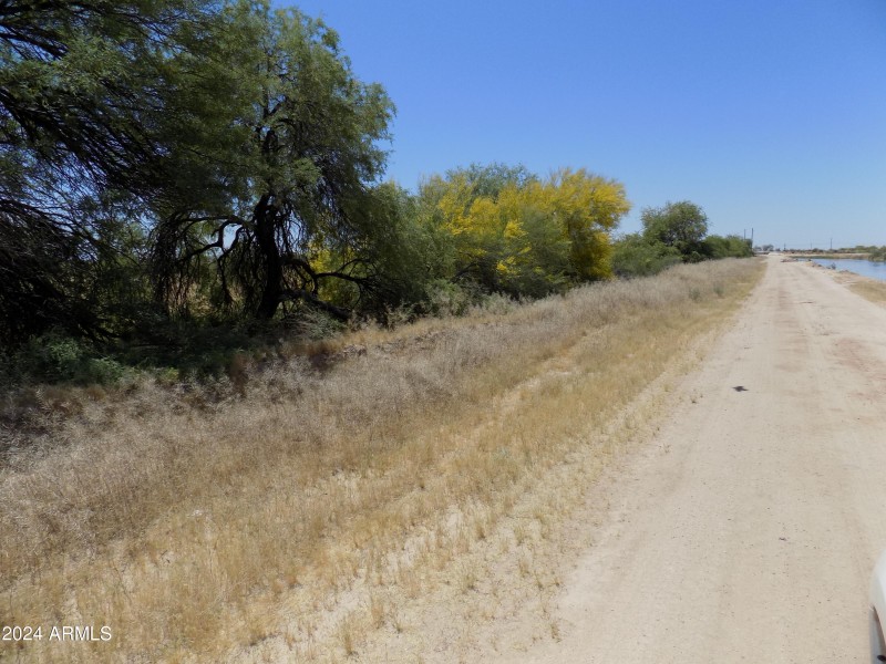 Lots of Nice Shade trees