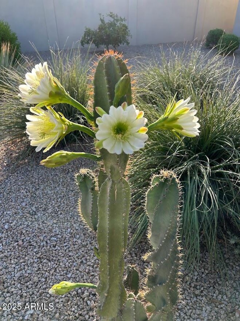 With cacti in full bloom