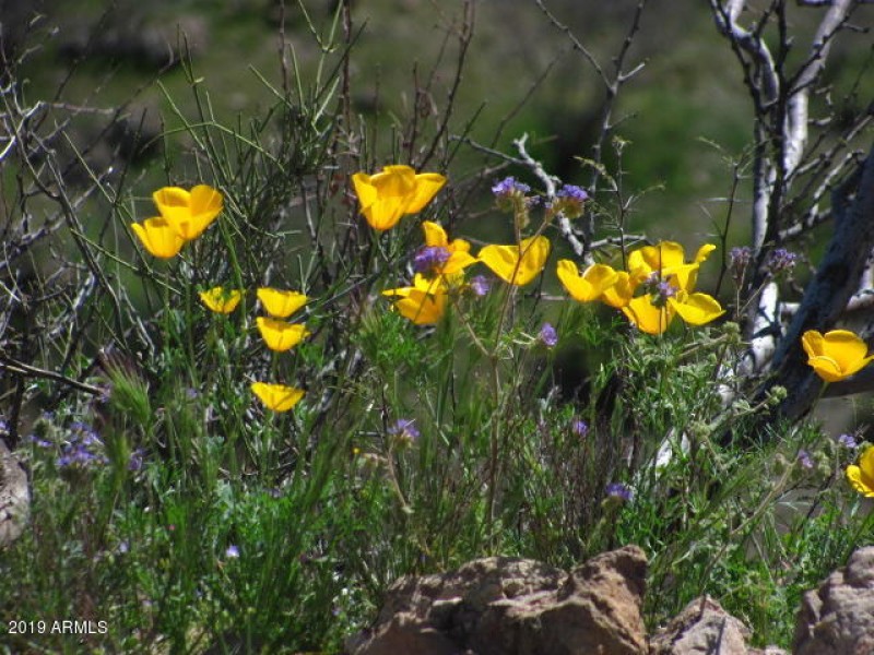 OWLS, GILA BECK FRIENDS 053