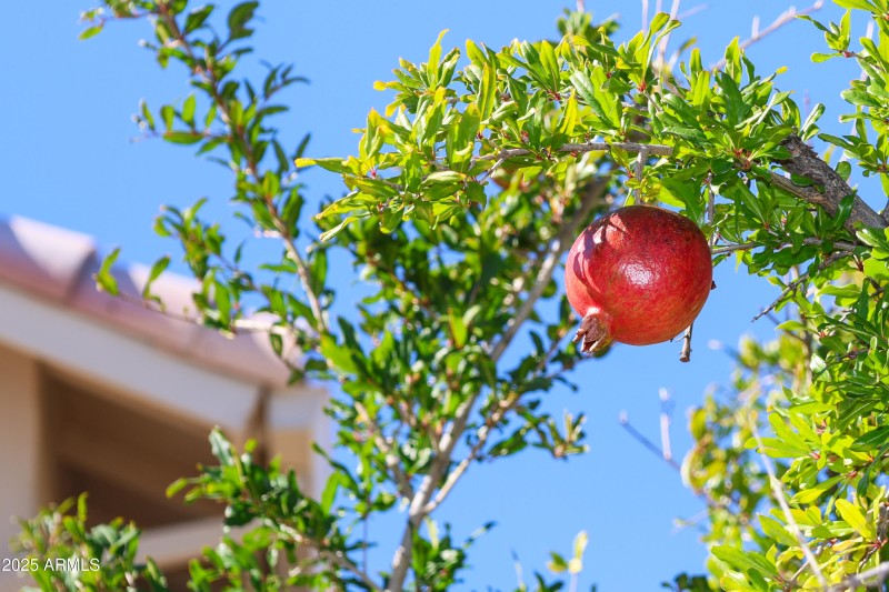 Pomegranate Tree