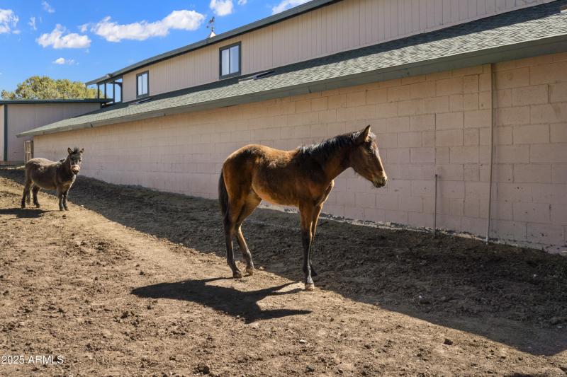 Baby and mini donkey