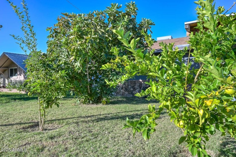 Lemon-Fig Tree