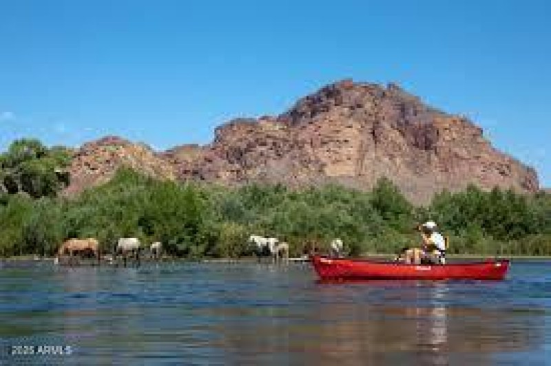 Salt River Wild Horses & Kayaking