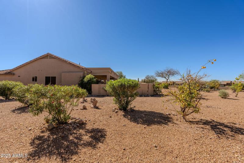81-web-or-mls-Staghorn Cholla-81