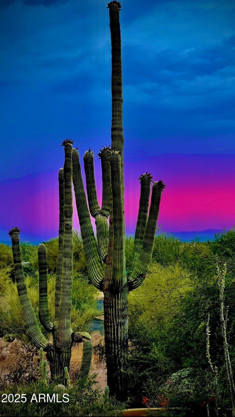 Saguaro at Sunset