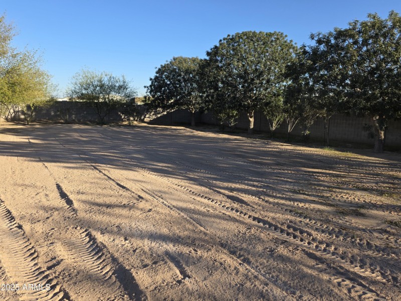 A lot of Trees in backyard