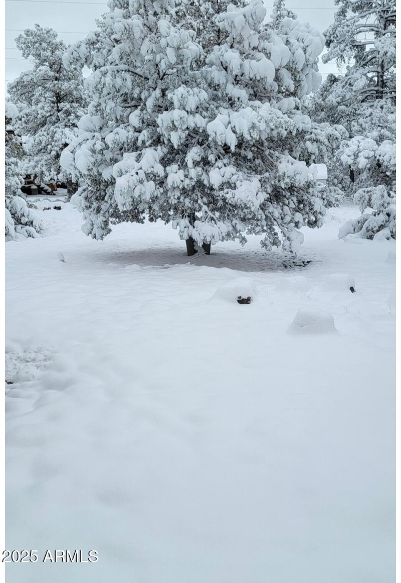 Backyard winter wonderland