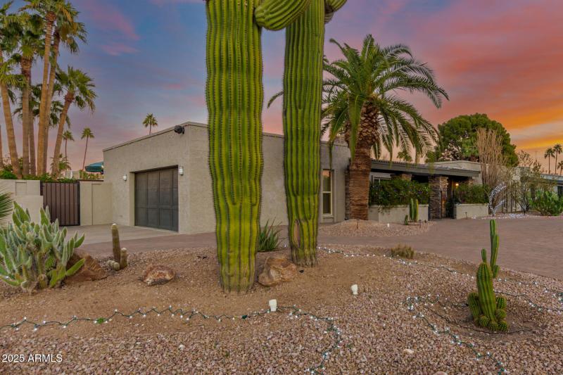Mature landscape with towering cacti.