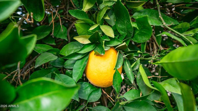 747 E Germann Rd Lot 92-9