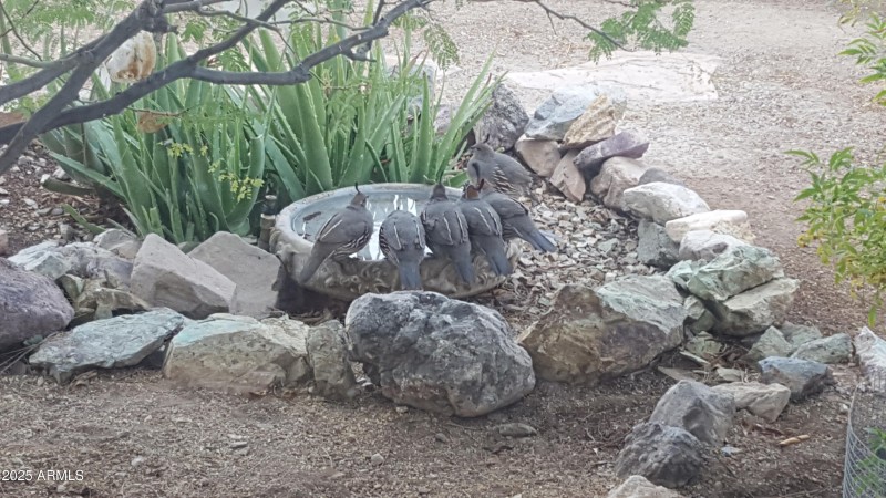 Quail at birdbath