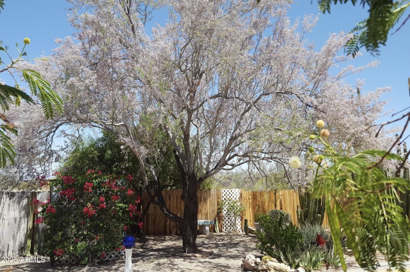 Ironwood #1 in bloom