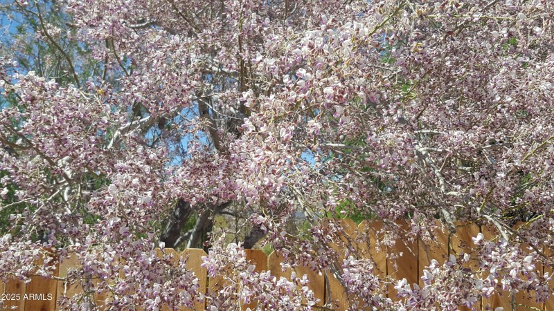 Ironwood #2 in bloom