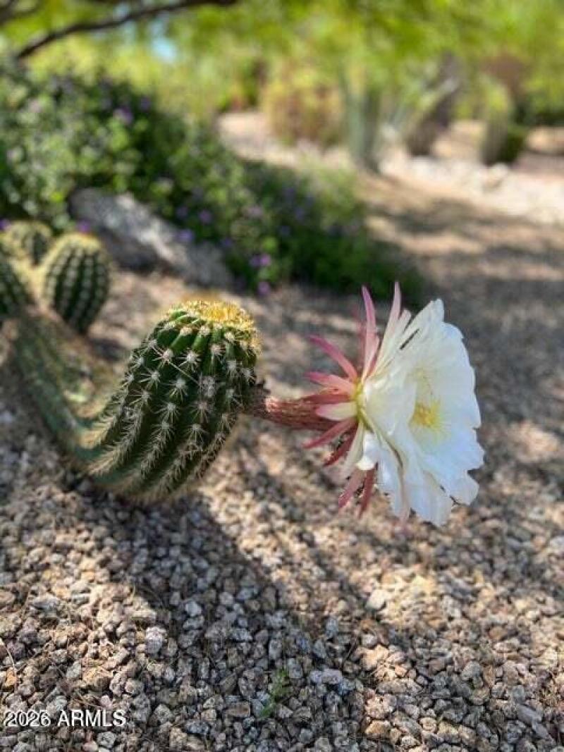 Cactus Flowers