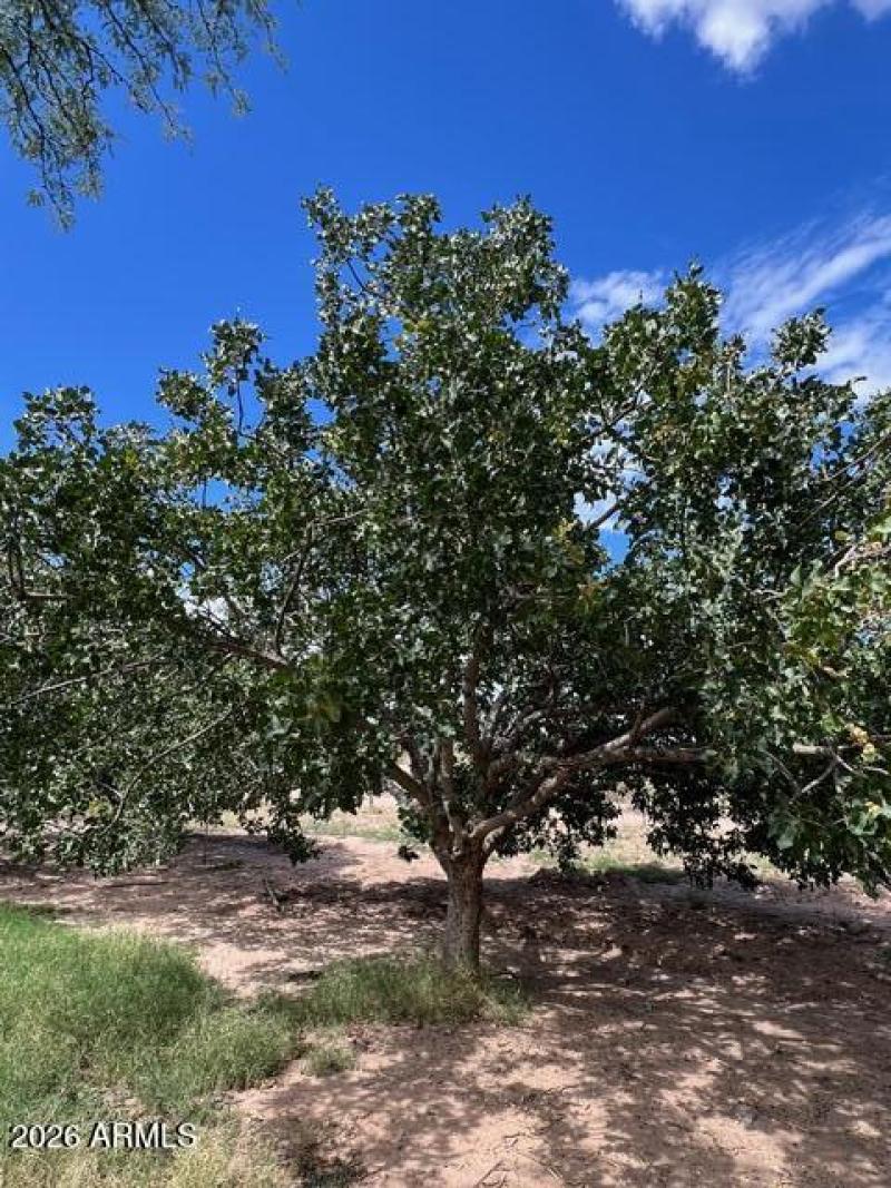 Pistachio tree
