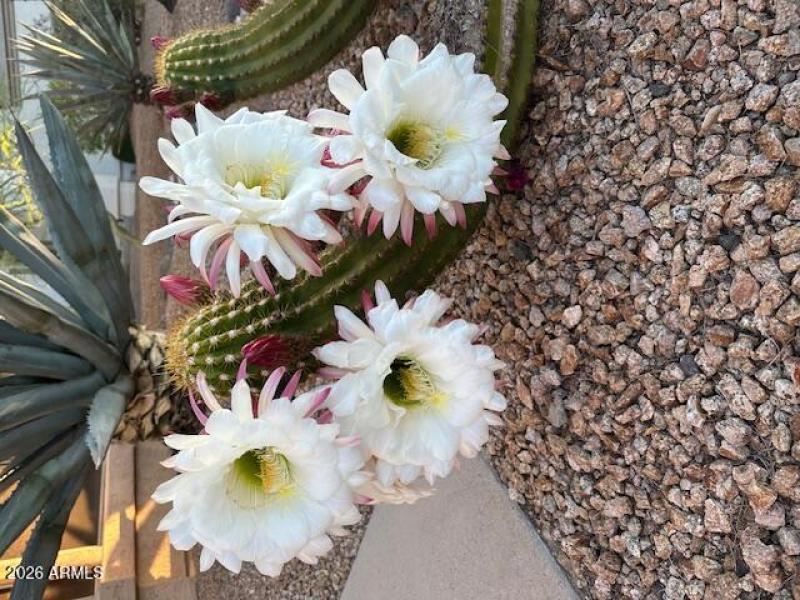 Front yard cactus