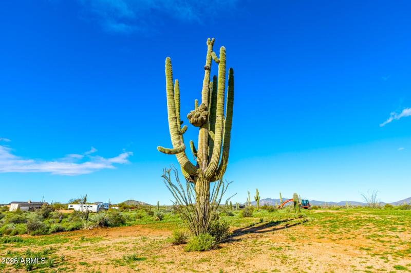 Crested Saguaro