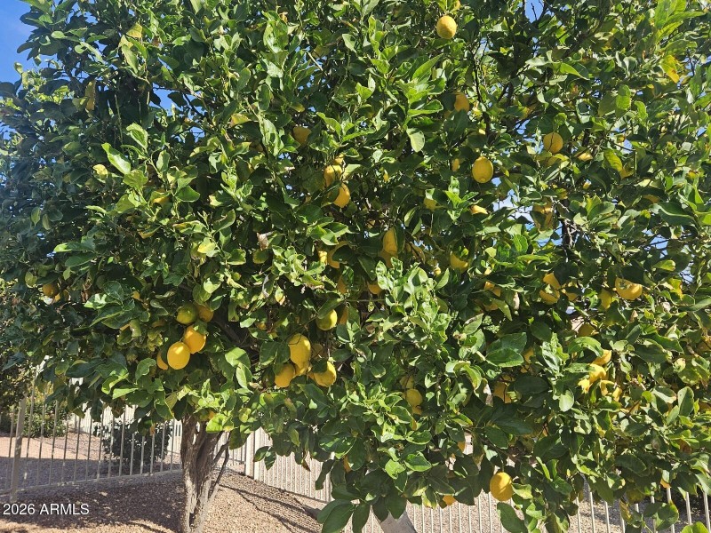 Bumper crop of lemons!