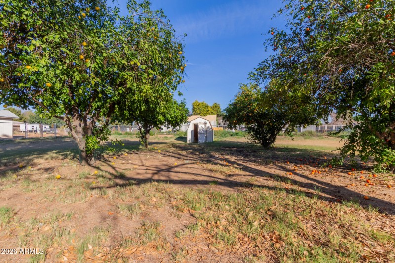 44 - Orangewood 7802