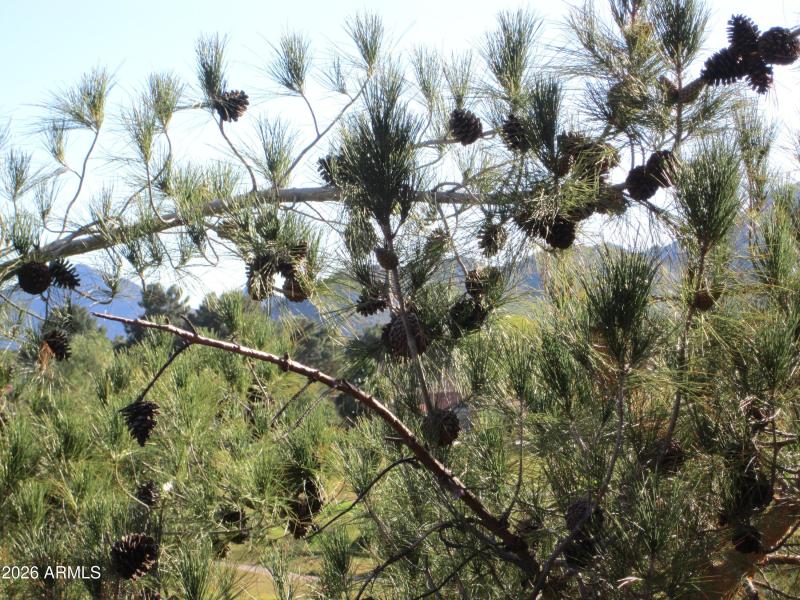 MOUNTAINS BEYOND THE PINES