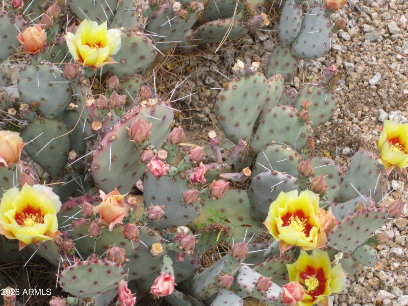 ANASAZI 2025 CACTUS BLOOMS