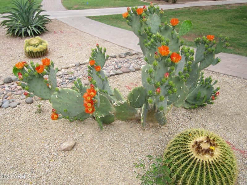 ANASAZI 2025 CACTUS VIBRANT COLORS