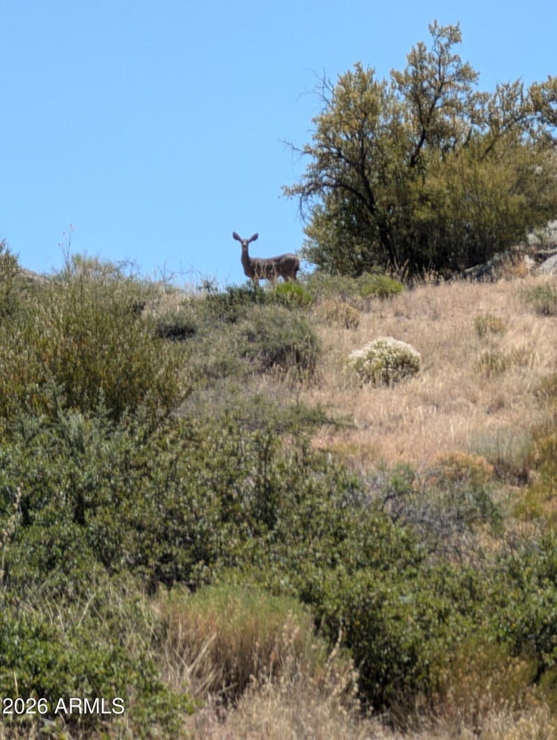 Deer cl Cloudcroft Ranch 1B