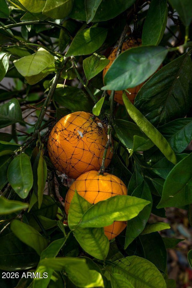 16375 W Whitton Ave Orange Close-up