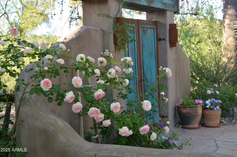 Blooming around house