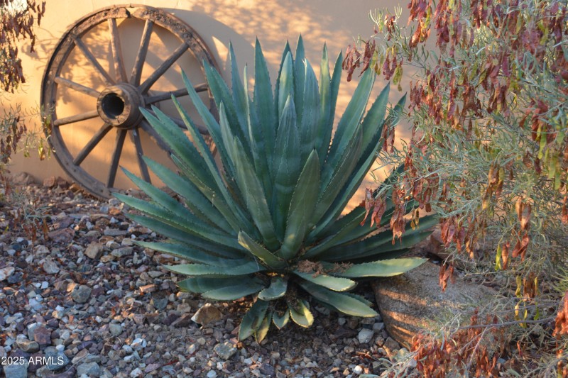 Blooming around house 3 - Copy