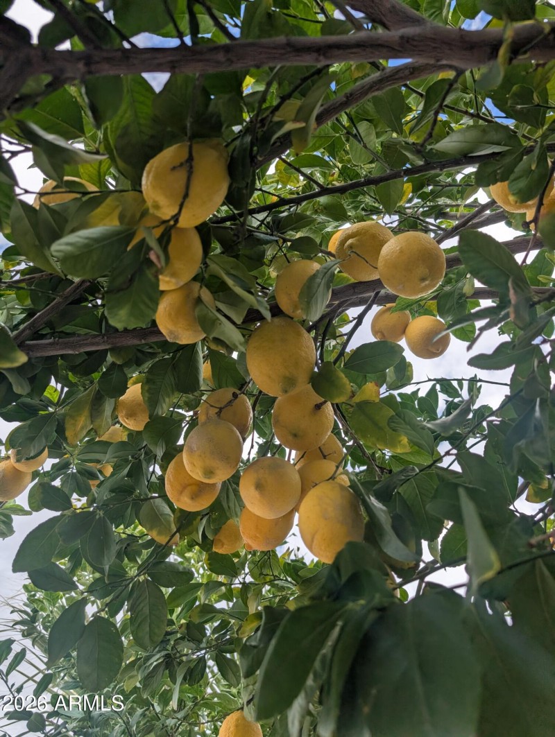 lemon tree
