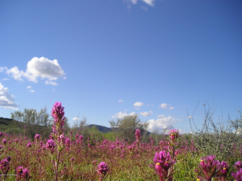 Some of the wild flowers