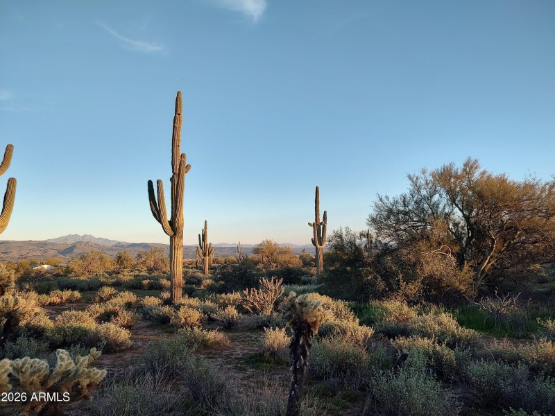 Natural Desert Vegetation