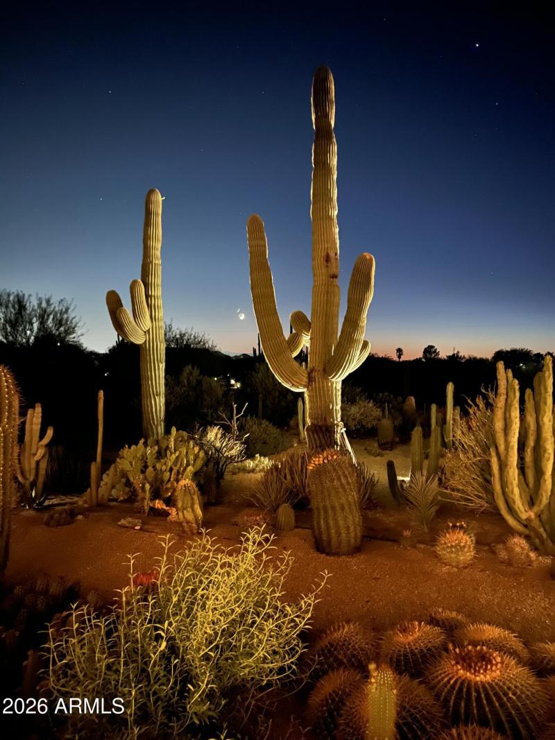 Saguaros throughtout the property
