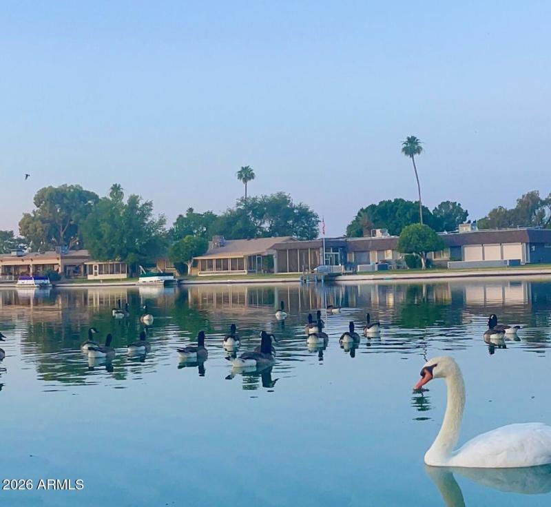 Dawn Lake Resident Swans