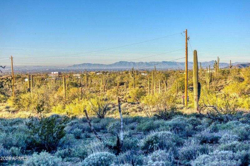 Saguaros on Property