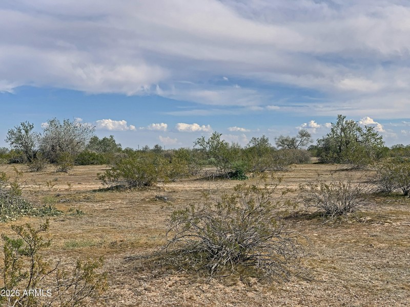 On Paved Pampas Grass Road!