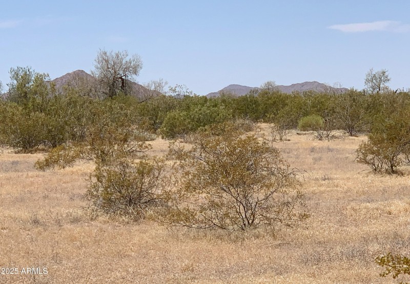 Pristine Desert Vegetation!