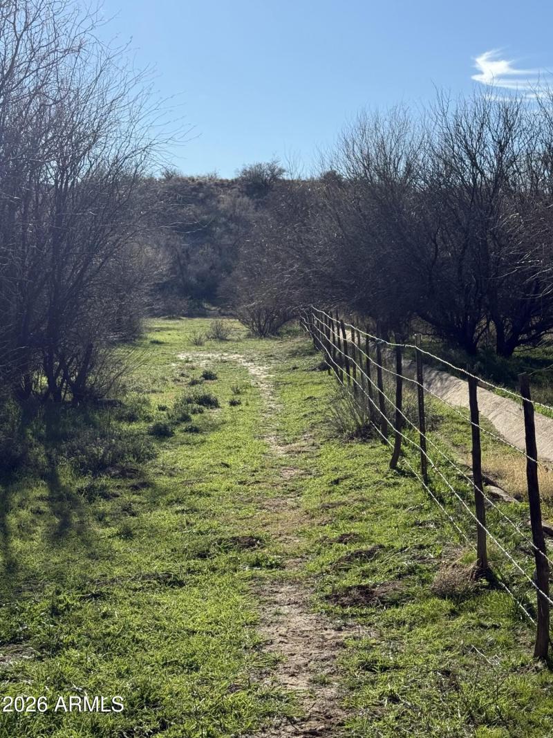 Mesquite Grove Fence Line