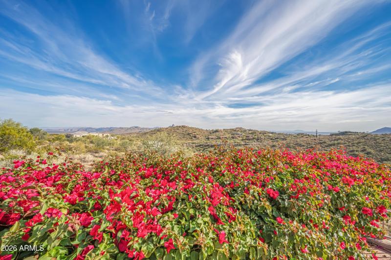 Blooming Bougaivillea!