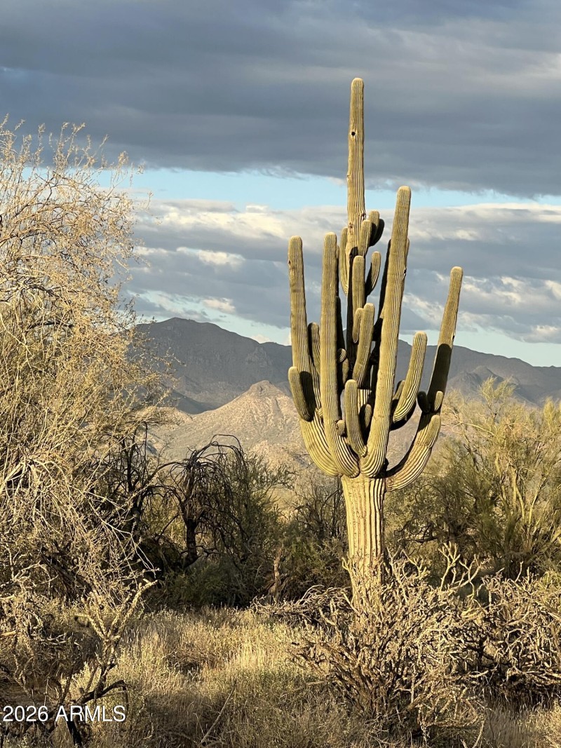 Natural Desert Landscaping