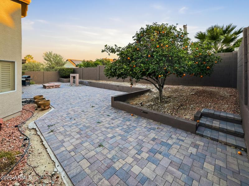 back orange tree full