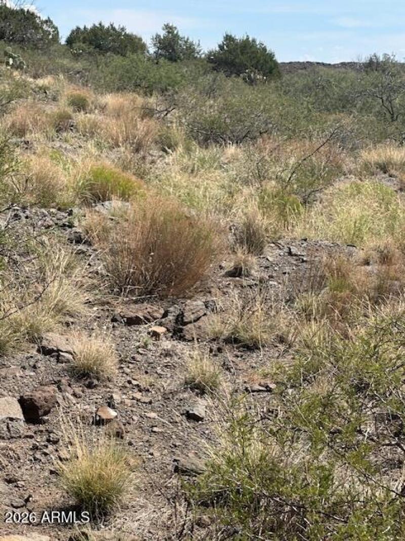 Where Freedom Meets the Land