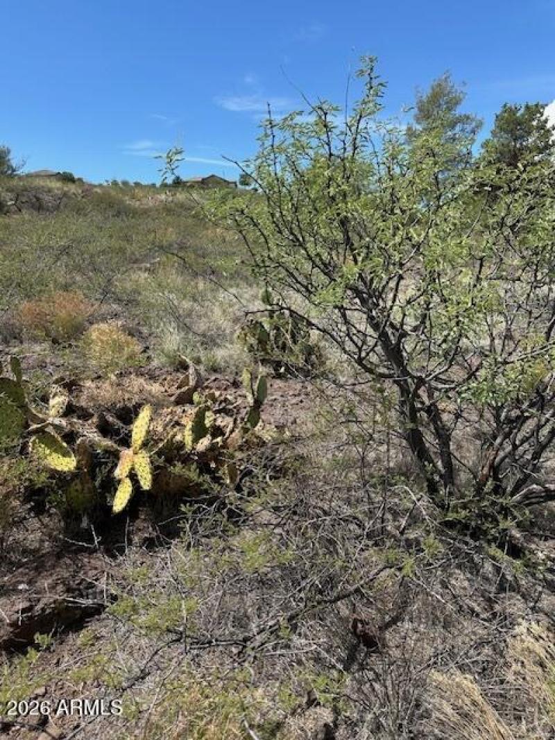 Pure Land. Pure Potential