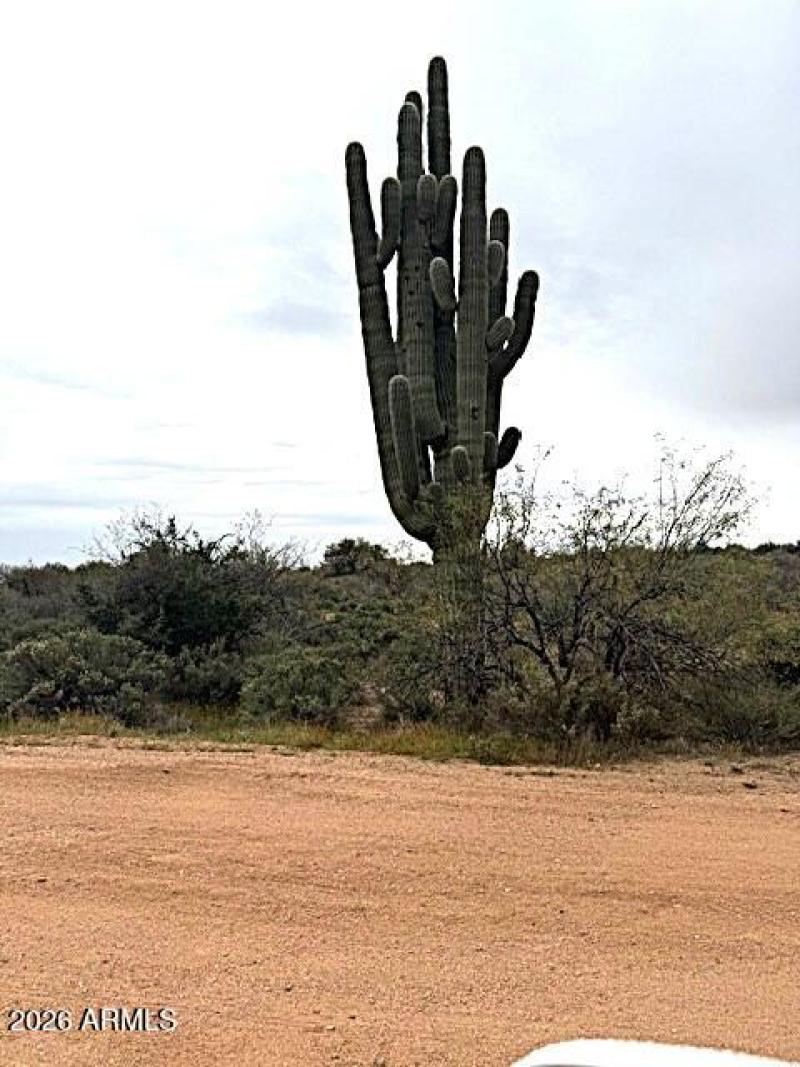 Saguaro