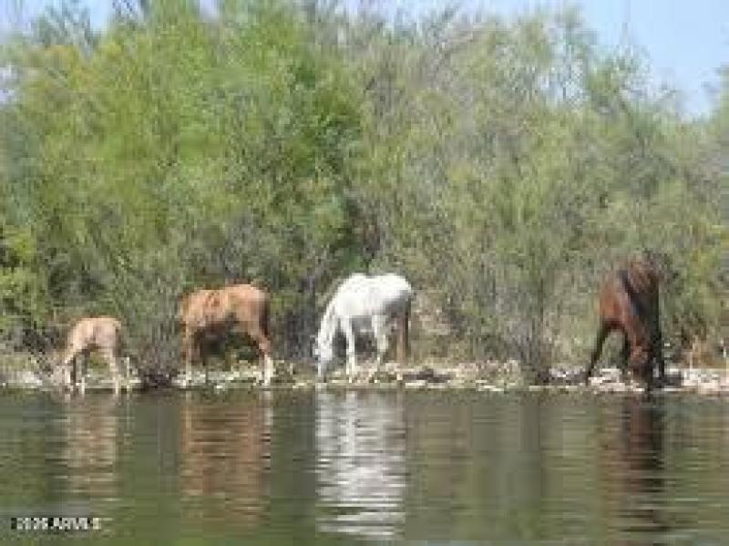 Salt River Wild Horses