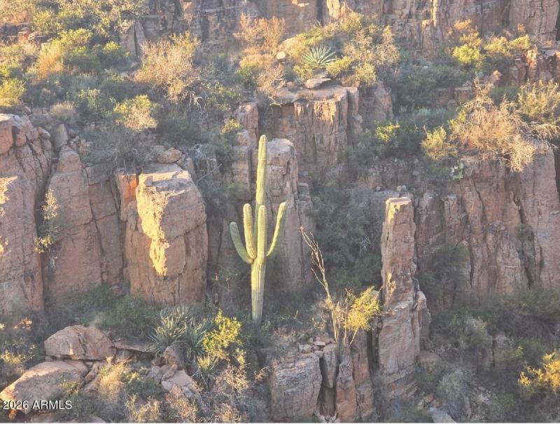 Saguaro