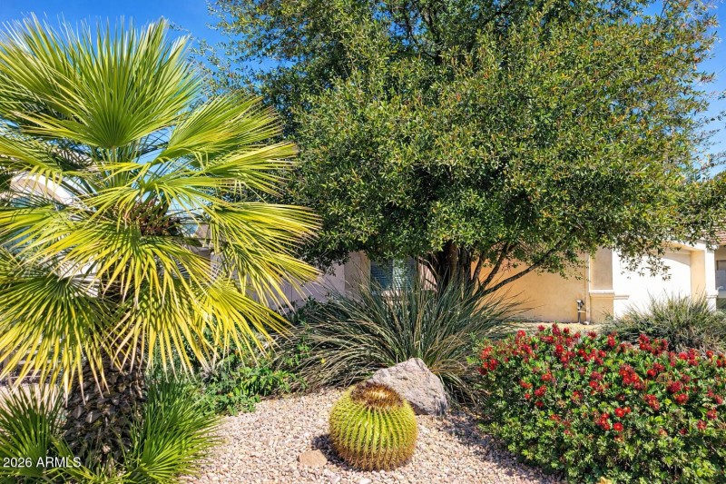Desert garden with fan palm and cactus