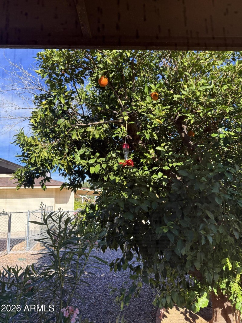 orange tree