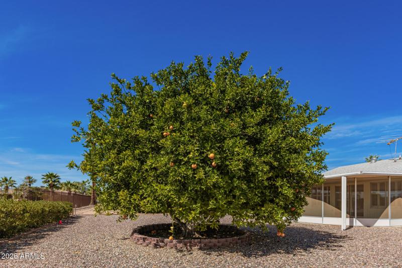 Twin Oaks - Orange Tree & Large Lot