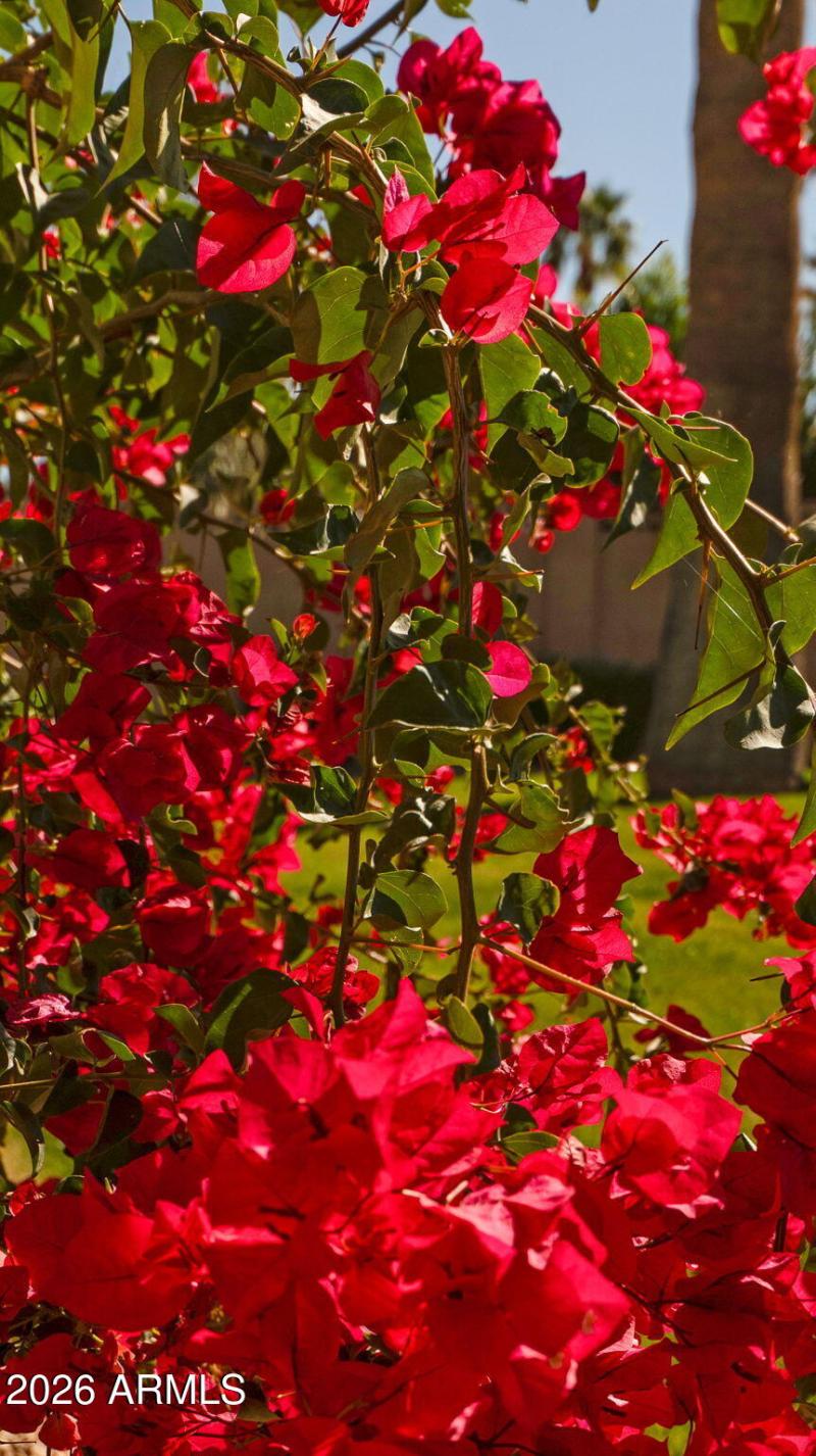 44-web-or-mls-P1442357